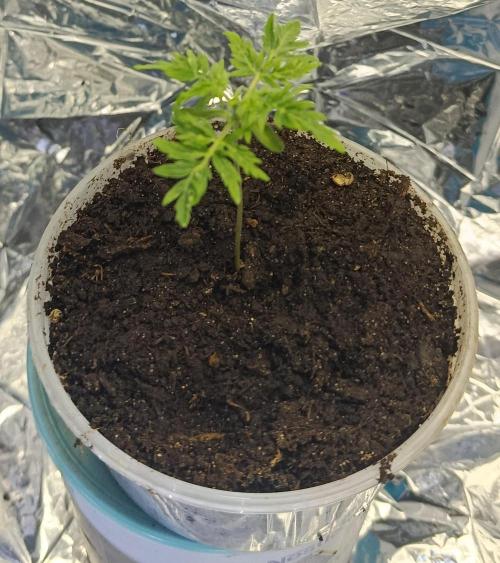 Frosty’s Purple Freak. Week 2