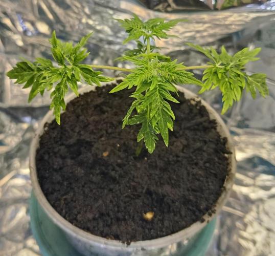 Frosty´s Purple Freak. Week 3