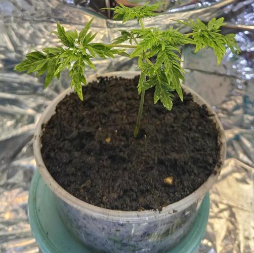Frosty´s Purple Freak. Week 3