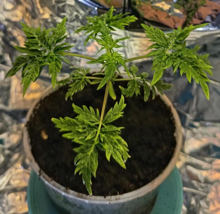 Frosty´s Purple Freak. Week 4