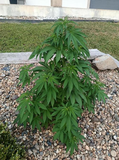 Banana Sherbet - Outdoor - Organic. Week 12