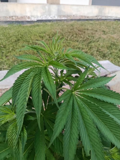 Banana Sherbet. Week 12