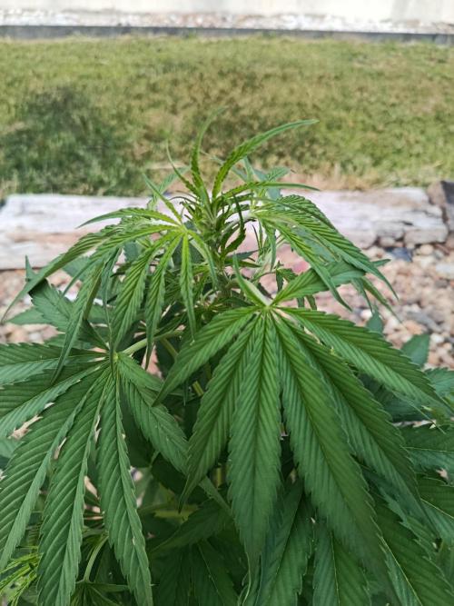 Northern Ligths 10/10 - Outdoor/Organic. Week 12