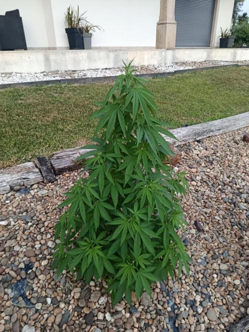 Purple Sherbet - Outdoor/Organic. Week 12
