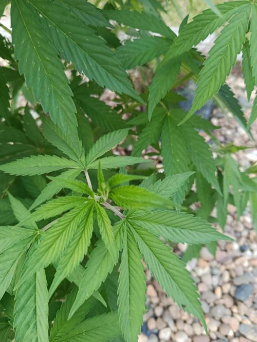 Purple Sherbet - Outdoor/Organic. Week 12