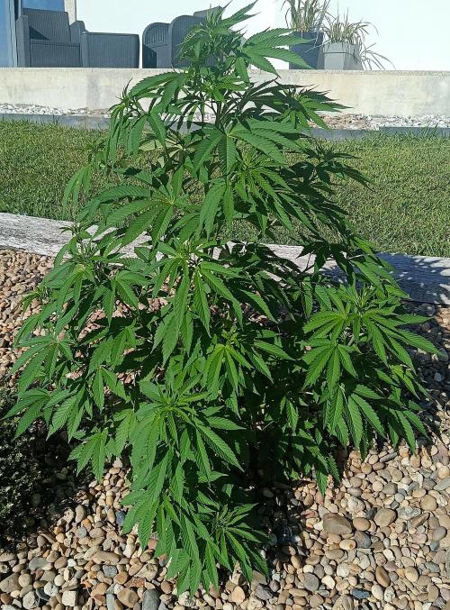 Purple Sherbet - Outdoor/Organic. Week 13