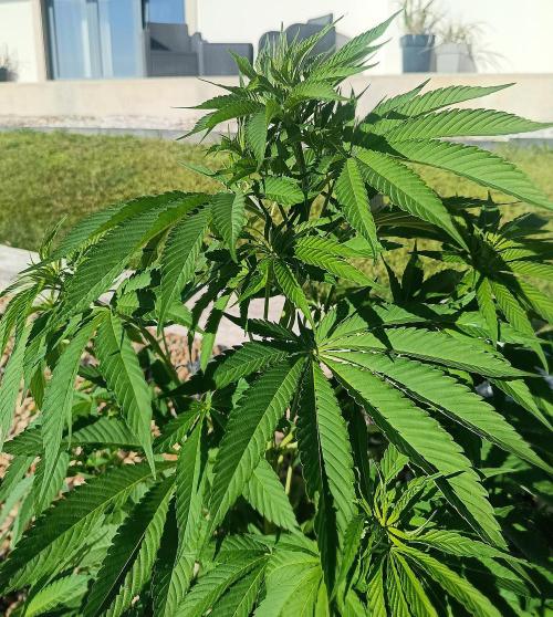 Purple Sherbet - Outdoor/Organic. Week 13