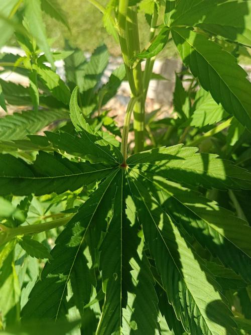 Purple Sherbet - Outdoor/Organic. Week 13