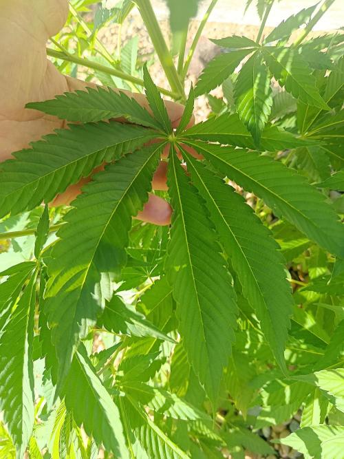 Banana Sherbet. Week 13