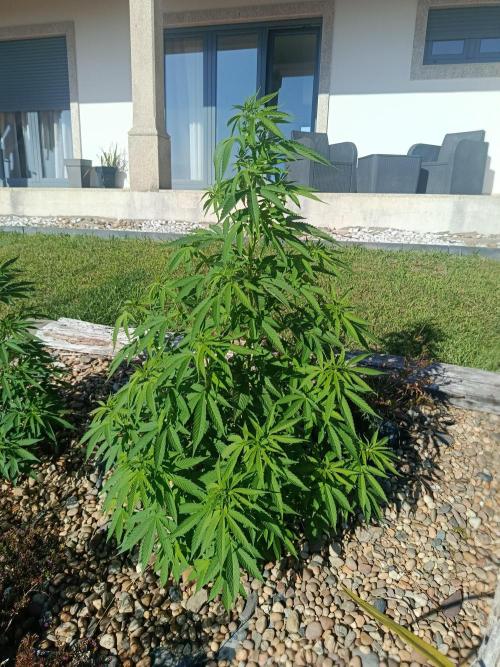 Purple Sherbet. Week 13