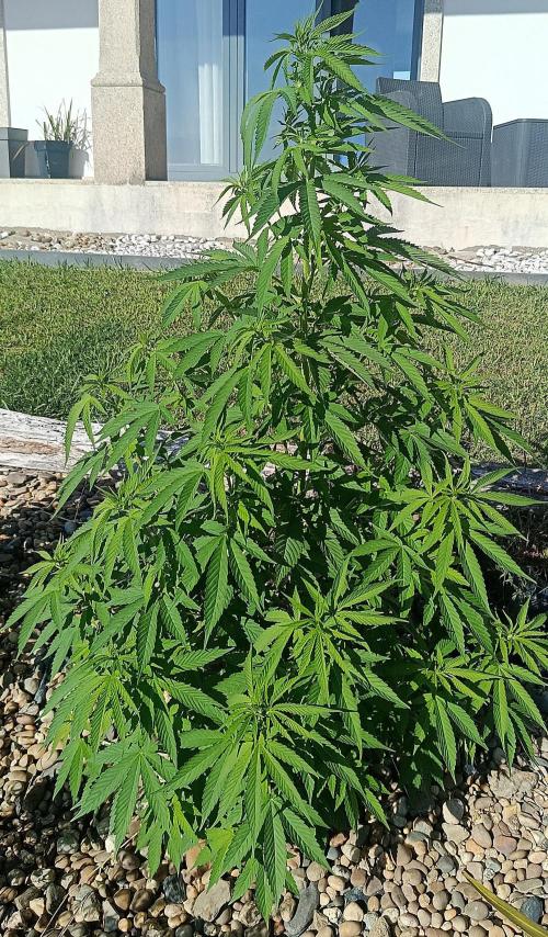 Purple Sherbet - Outdoor/Organic. Week 13