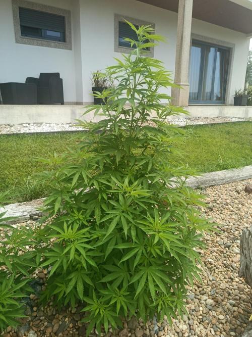 Purple Sherbet - Outdoor/Organic. Week 14