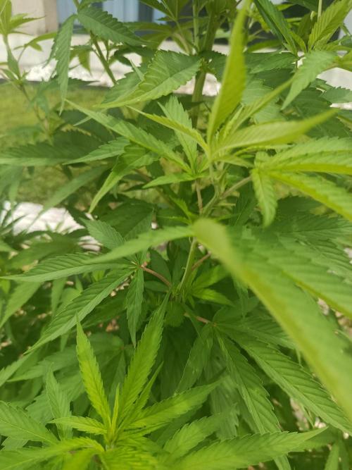 Purple Sherbet. Week 14