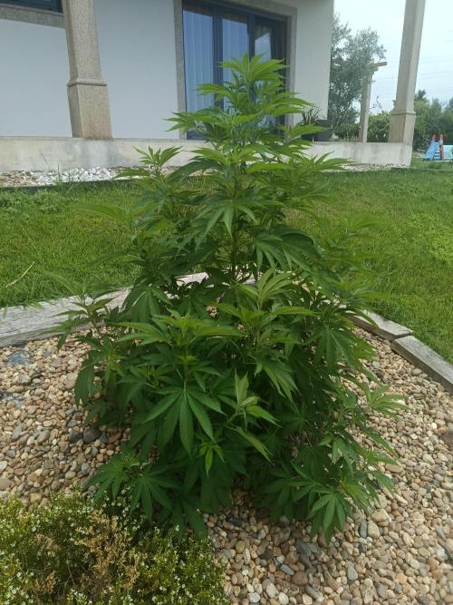 Banana Sherbet - Outdoor - Organic. Week 14