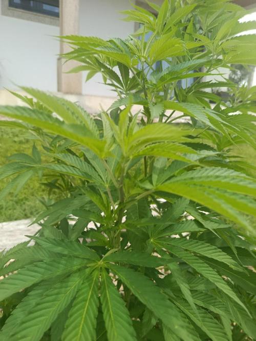 Banana Sherbet - Outdoor - Organic. Week 14