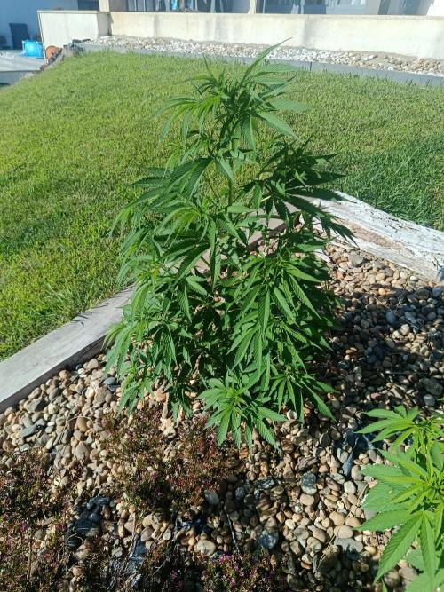 Northern Ligths 10/10 - Outdoor/Organic. Week 13
