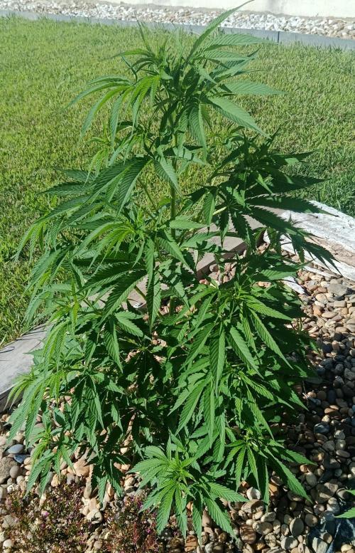 Northern Ligths 10/10 - Outdoor/Organic. Week 13