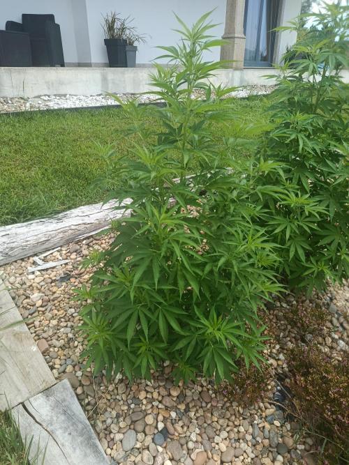 Northern Ligths 10/10 - Outdoor/Organic. Week 14