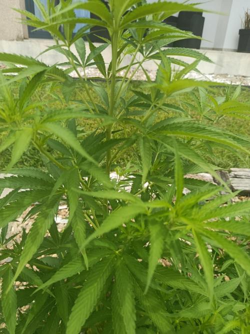 Northern Ligths 10/10 - Outdoor/Organic. Week 14