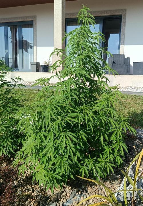 Purple Sherbet - Outdoor/Organic. Week 15