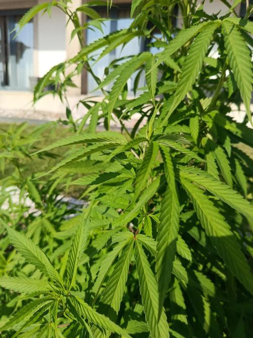 Purple Sherbet - Outdoor/Organic. Week 15