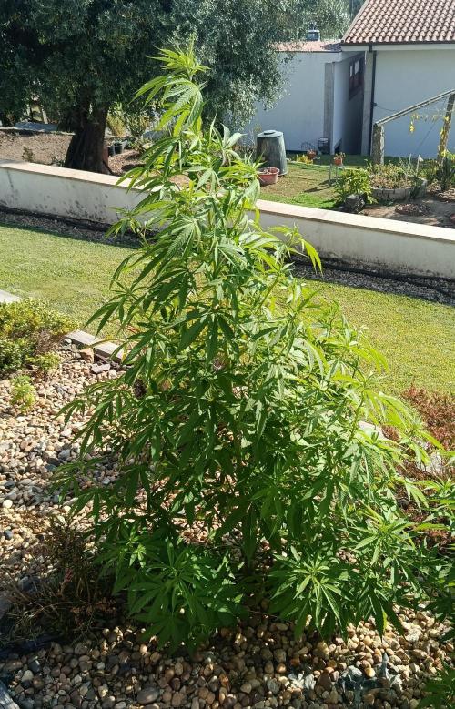 Purple Sherbet - Outdoor/Organic. Week 15