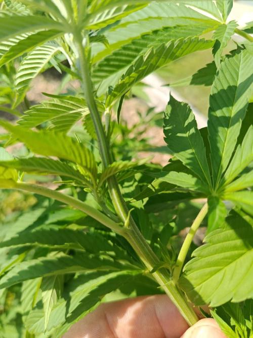 Banana Sherbet - Outdoor - Organic. Week 15