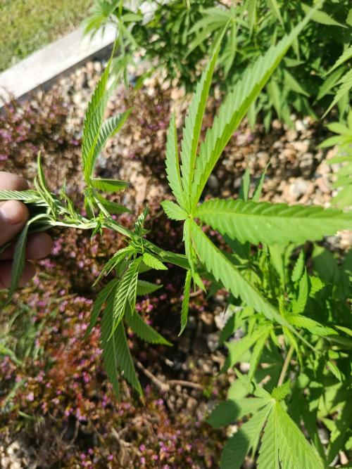 Banana Sherbet - Outdoor - Organic. Week 15