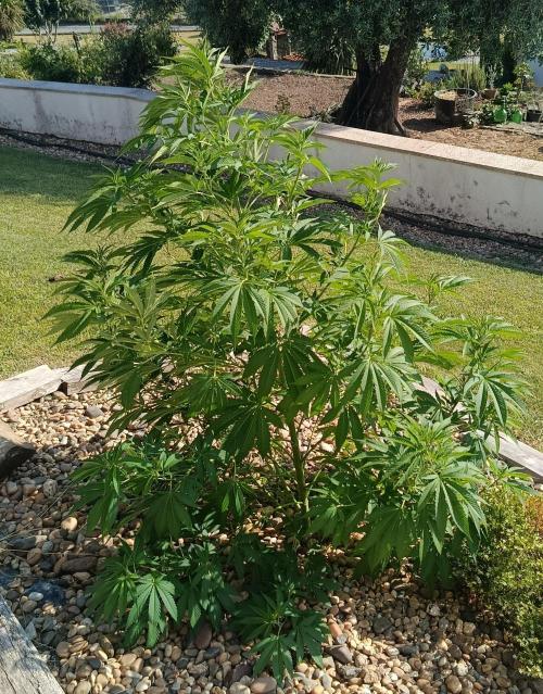Banana Sherbet - Outdoor - Organic. Week 15
