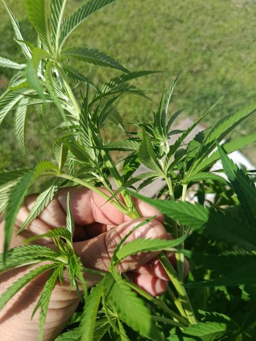 Northern Ligths 10/10 - Outdoor/Organic. Week 15