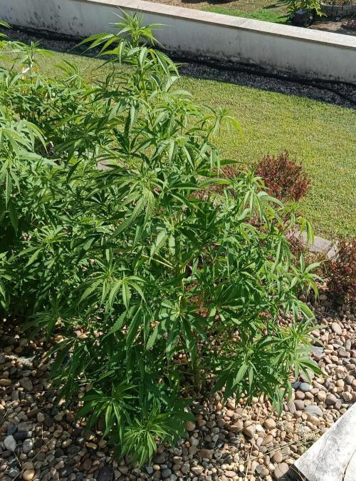 Northern Ligths 10/10 - Outdoor/Organic. Week 15