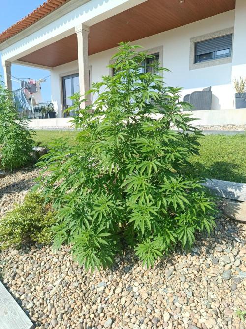 Banana Sherbet - Outdoor - Organic. Week 16