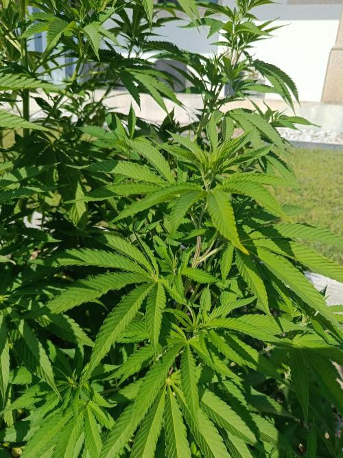 Banana Sherbet - Outdoor - Organic. Week 16