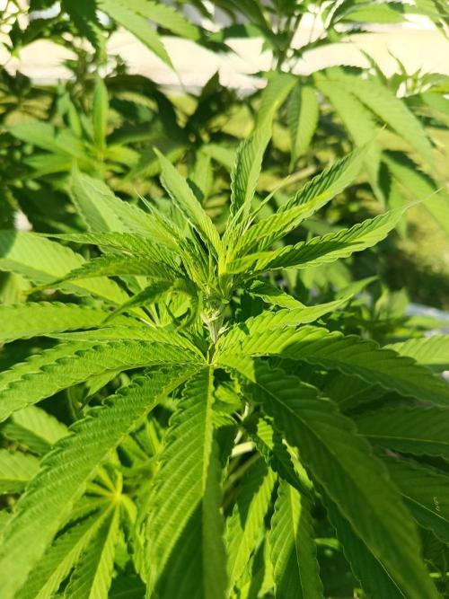 Banana Sherbet - Outdoor - Organic. Week 16