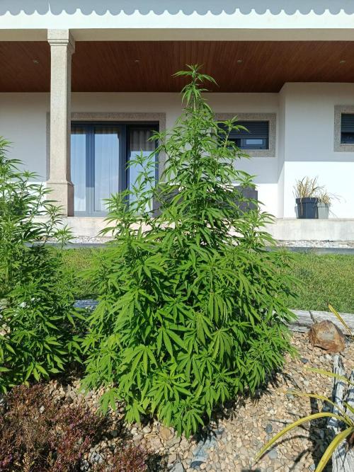 Purple Sherbet - Outdoor/Organic. Week 16