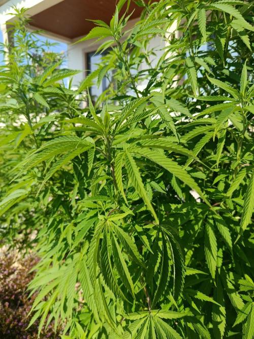 Purple Sherbet - Outdoor/Organic. Week 16