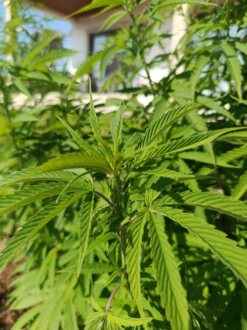 Purple Sherbet - Outdoor/Organic. Week 16