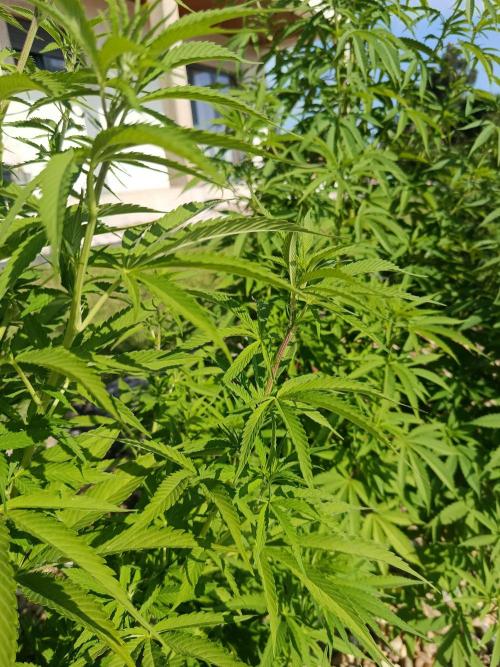 Northern Ligths 10/10 - Outdoor/Organic. Week 16