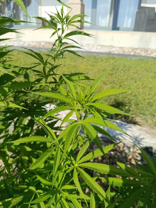 Northern Ligths 10/10 - Outdoor/Organic. Week 16