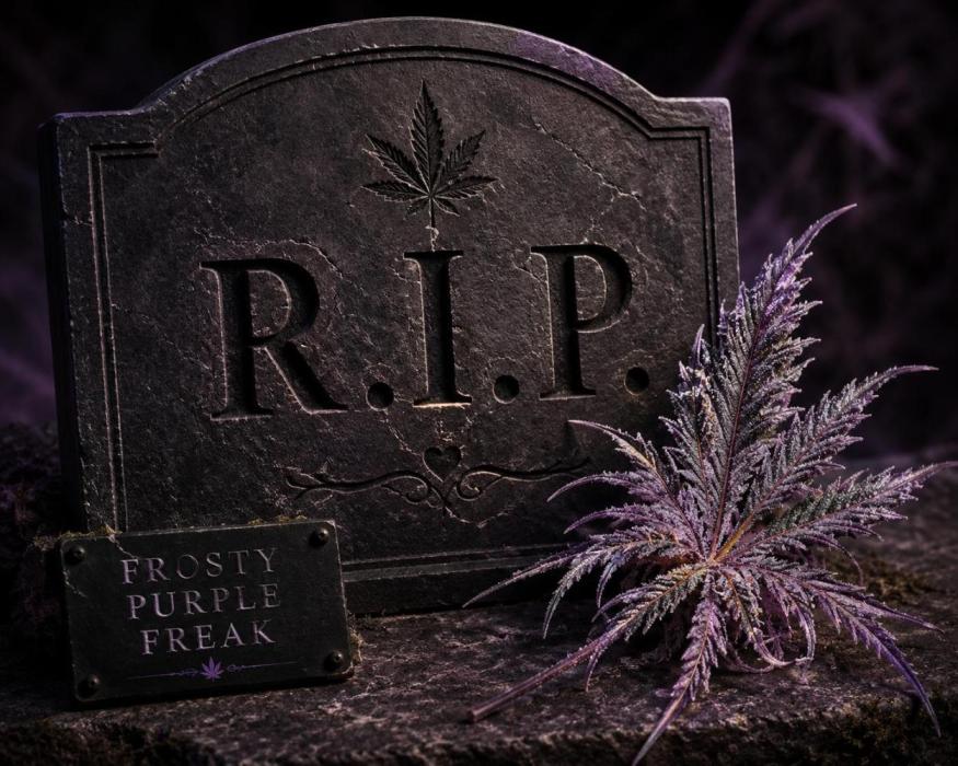 Frosty´s Purple Freak. Week 14