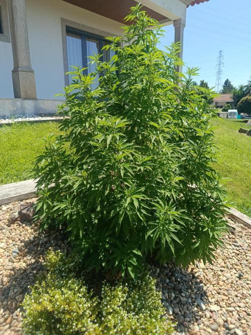 Banana Sherbet - Outdoor - Organic. Week 17