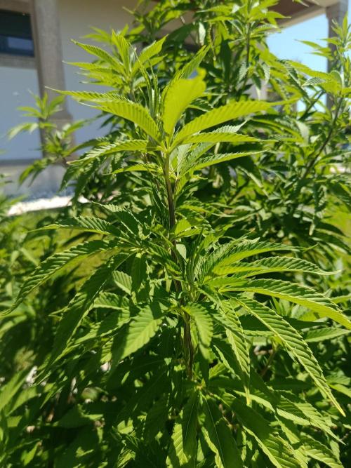 Banana Sherbet. Week 17