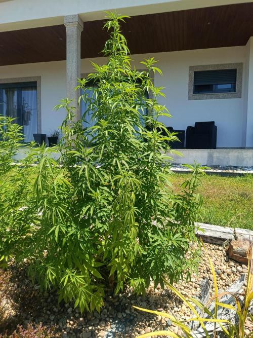 Purple Sherbet - Outdoor/Organic. Week 17