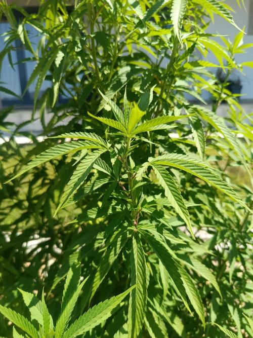 Purple Sherbet - Outdoor/Organic. Week 17