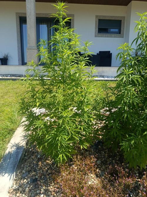 Northern Ligths 10/10 - Outdoor/Organic. Week 17