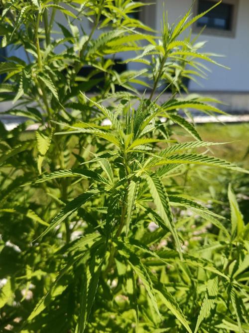 Northern Ligths 10/10 - Outdoor/Organic. Week 17