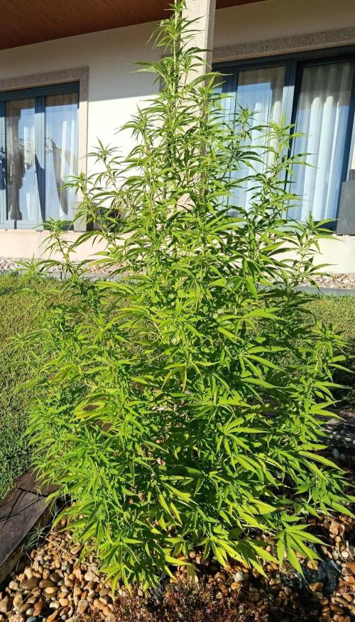 Northern Ligths 10/10 - Outdoor/Organic. Week 18