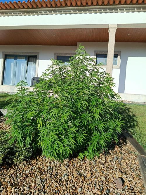 Banana Sherbet - Outdoor - Organic. Week 18
