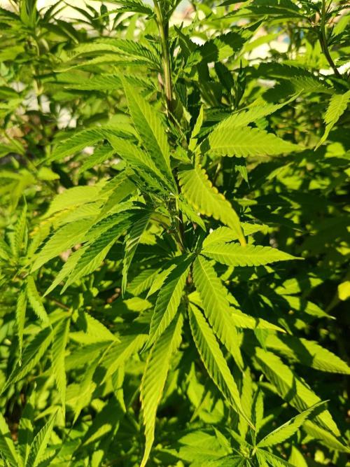 Banana Sherbet - Outdoor - Organic. Week 19