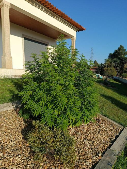 Banana Sherbet - Outdoor - Organic. Week 19